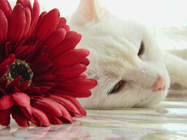 开云体育网页入口-“法甲激烈角逐，场场都是生死战”，法甲介绍