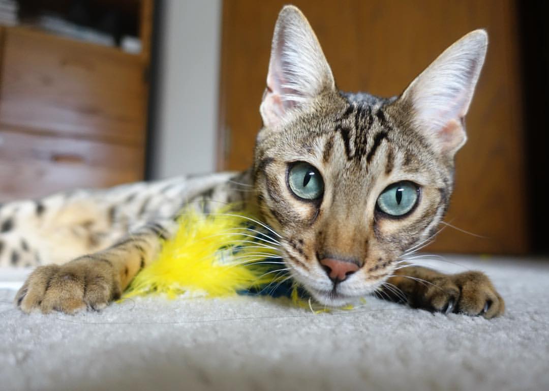 开云备用-令全场沸腾的“疯狂庆祝”时刻全集锦，疯狂f1