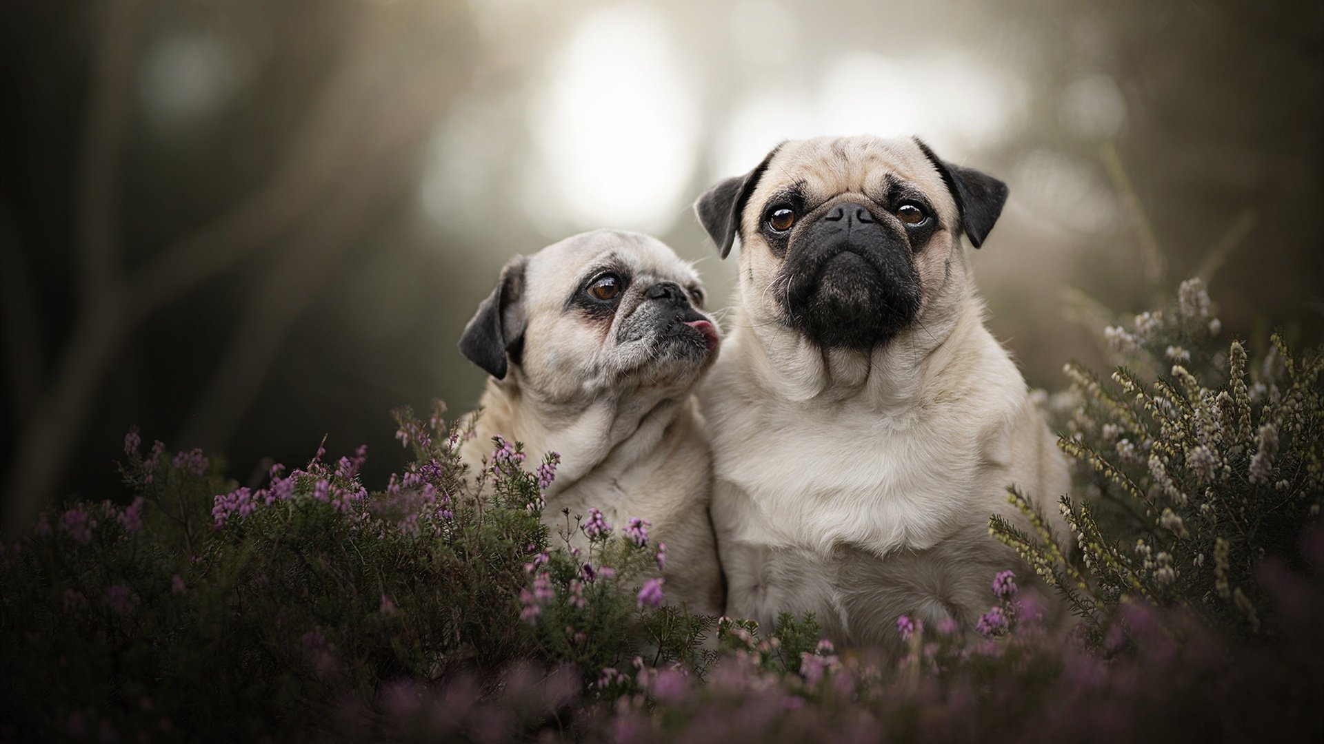 开云体育下载官网-大型森林徒步穿越，探索未知的自然奇境，森林徒步的美言美句