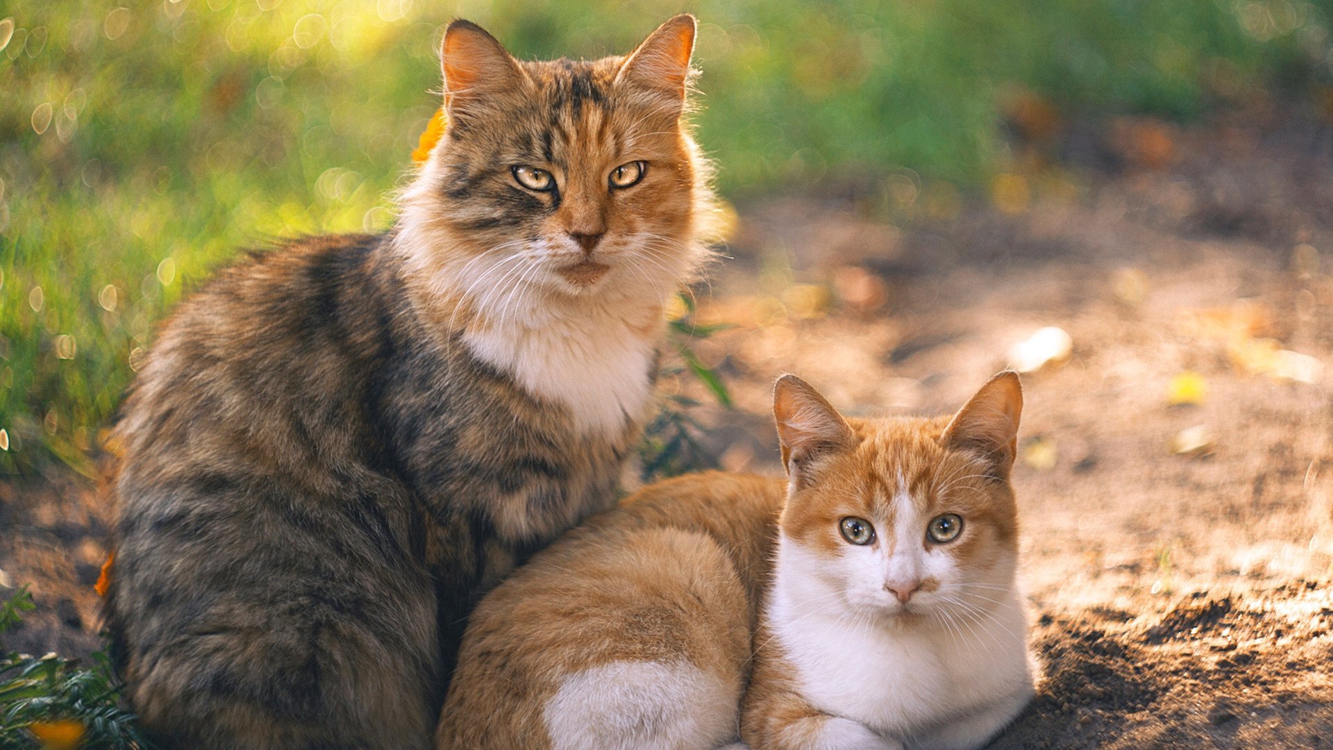 开云首页登录-年轻天才的崛起：未来之星的背后故事，未来之星后半句